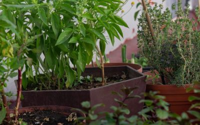 wordpress tailwindcss