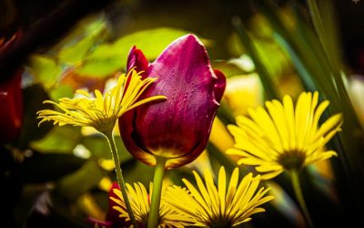 Accueil 4 flickity wordpress