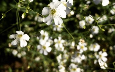 Accueil 5 wordpress apcu