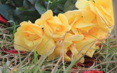 Accueil 4 elementor 3.8