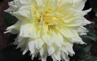 Accueil 5 elementor gutenberg